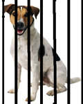 Dob behind bars