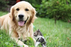 Dog & cat