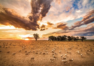 Drought & sheep
